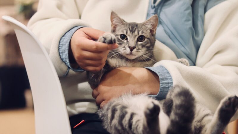 Cómo Conseguir Empleo como Asistente de Veterinaria: Guía Paso a Paso